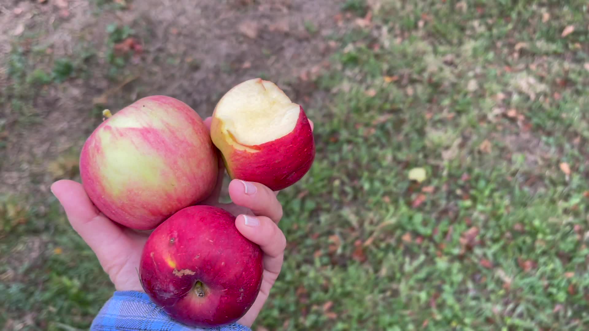 Thumbnail image for Cooking and Kids: Episode #20: "WHERE APPLE TREE GROWS / SERBIA"