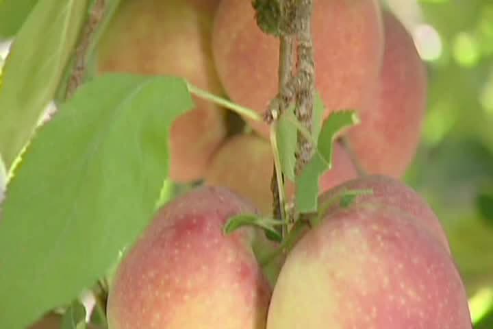 Thumbnail image for California's Bountiful: Show #2661