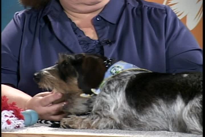 Destination Pets: Show #11