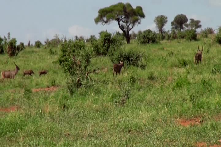 Econews: #3007 "Climb Mt. Kilimanjaro"