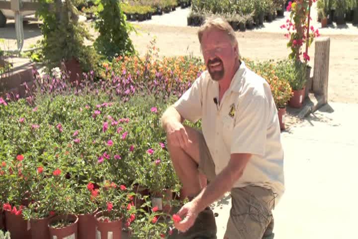 Garden Wise w/Meg West: Show #11